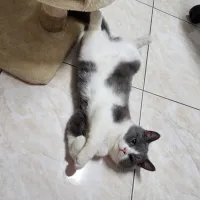 隨風飄零的落葉