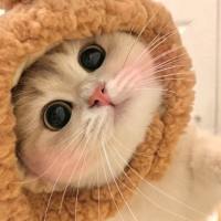 猫咪66