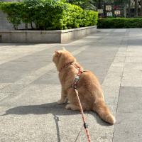 靓画画V姐