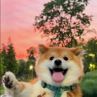 拔星勾累