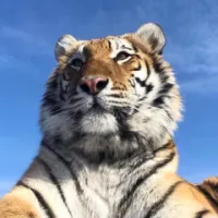 知难行易