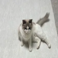 Felix.