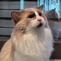 李许丶