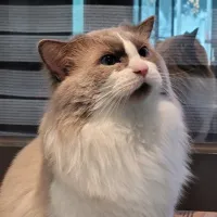 李许丶