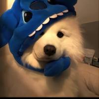 我爱吃黄瓜