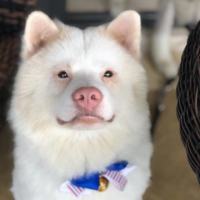 黄三甲