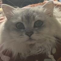 火炮炮