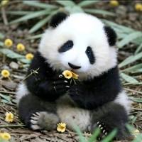 自性粒