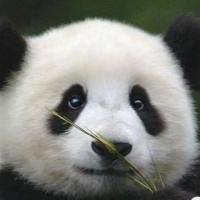 打过长江去