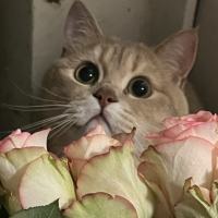 7267698
