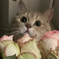 7267698
