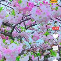 布衣天子