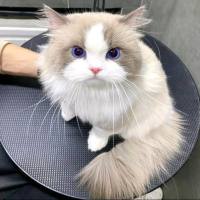 电报可用