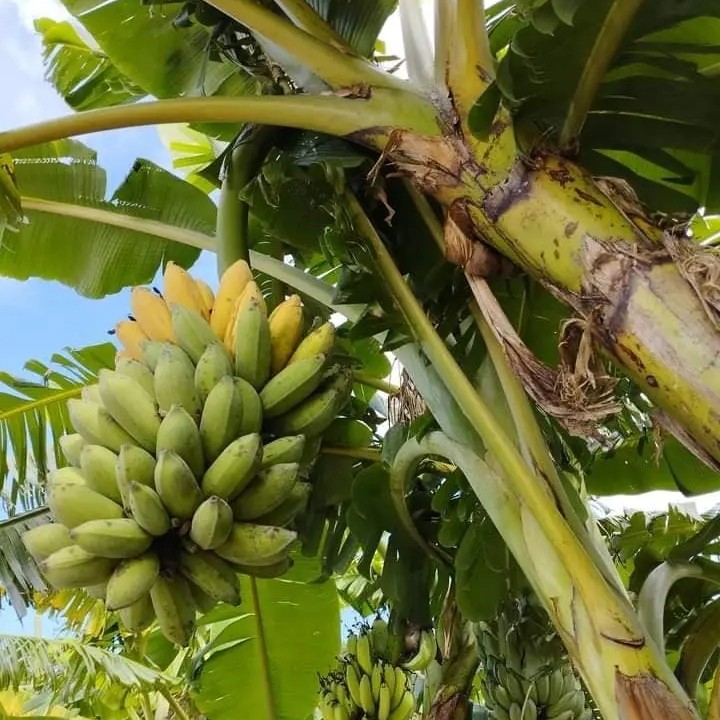 Agriculture Farm কৃষি খামার