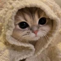 meowww