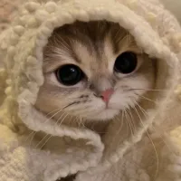 meowww