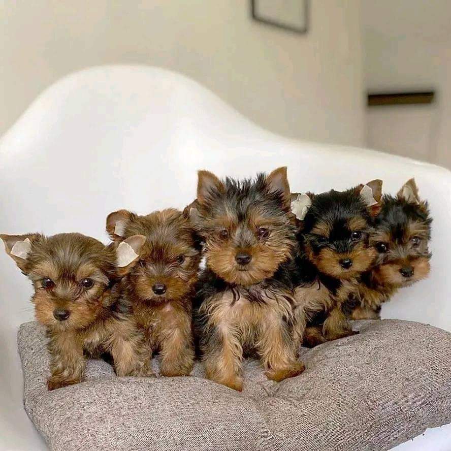 Yorkies Puppies For Adoption