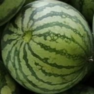 拓拔大腿毛