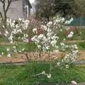 桃花红