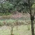 考拉波波
