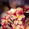 听花开花落