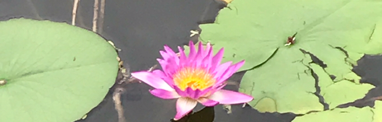 自性粒基金