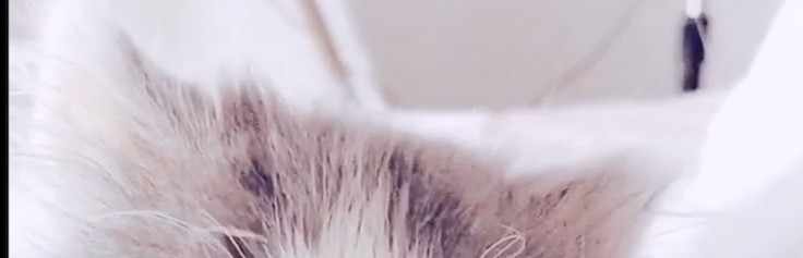 梁凉凉