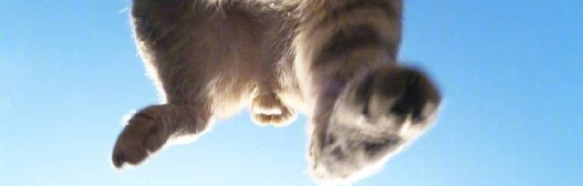 沙皮猫