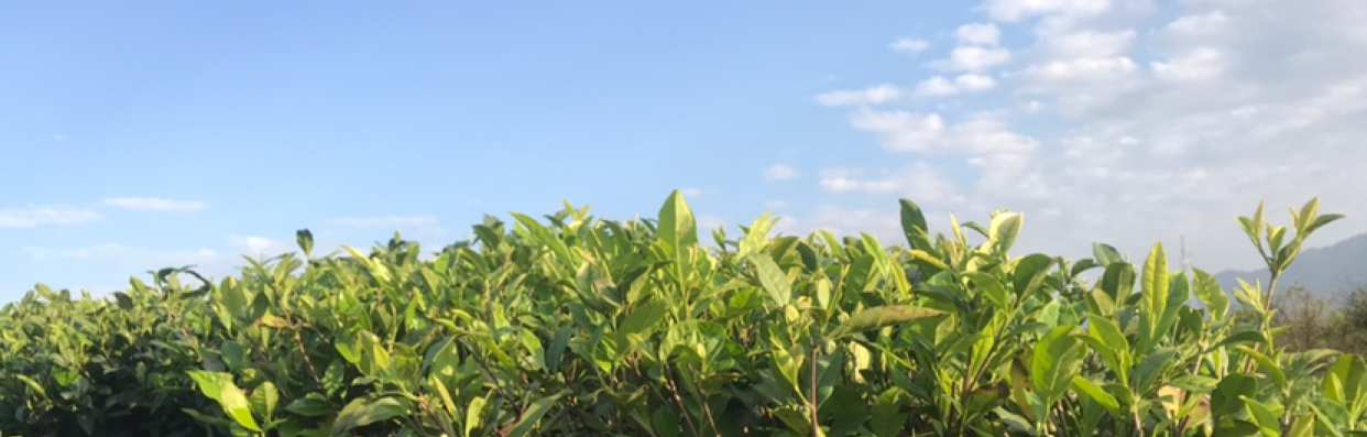 好运.莲莲