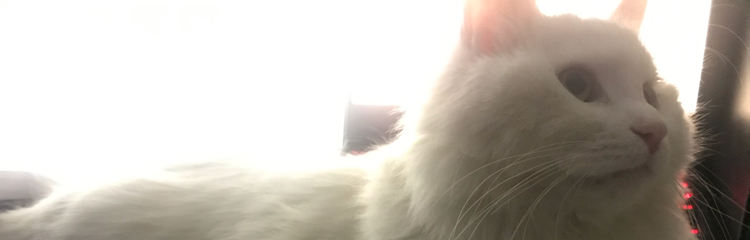 ZoeytheMeow