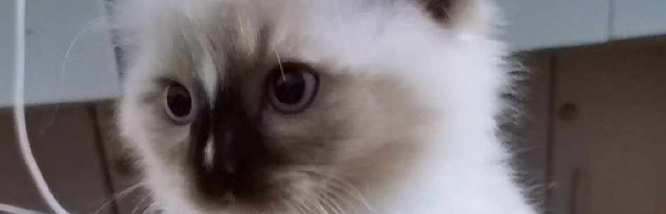 一只小小猫