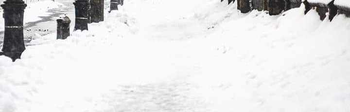 Tani Snow