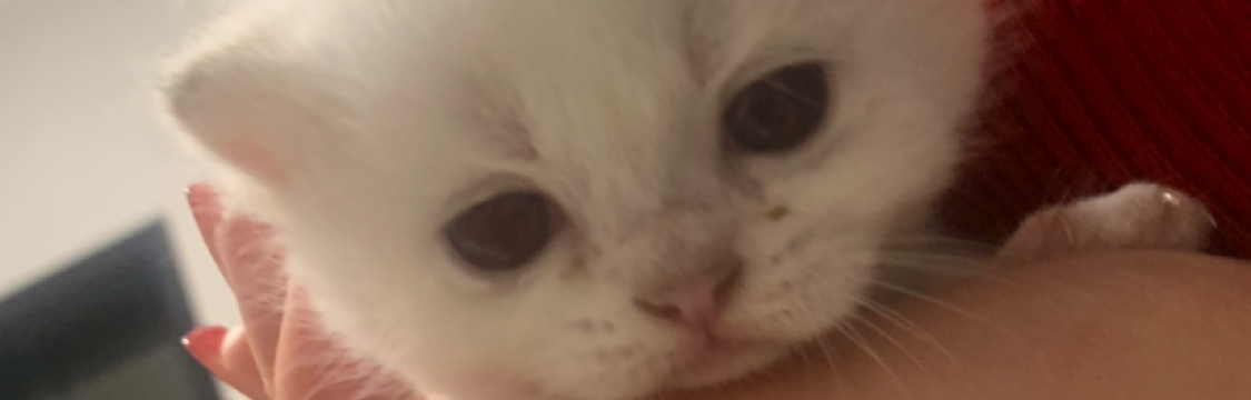 散仙儿。