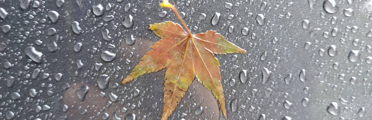成竹投资