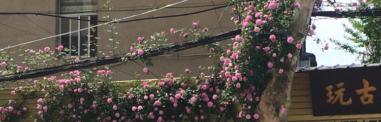路人甲卯丁