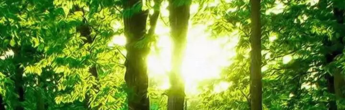 段荣耀888