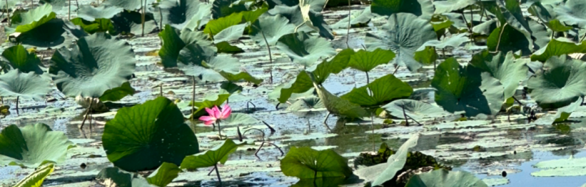 TURTLE STRATEGY