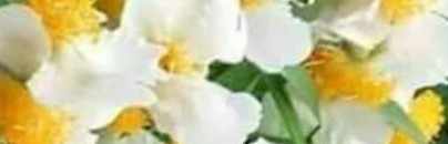 may shou hlaing myint
