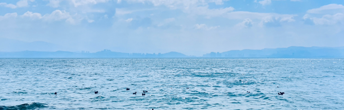 云游小金油