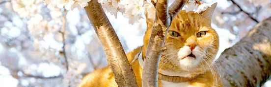 猫爪抓币
