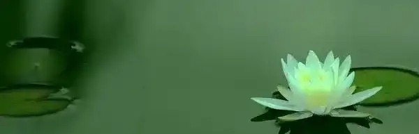 羊 羽