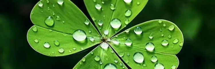 凭运气存活