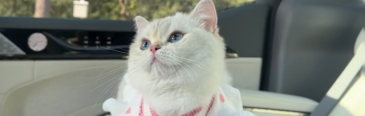 Mia米娅