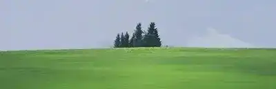 三毛浪子