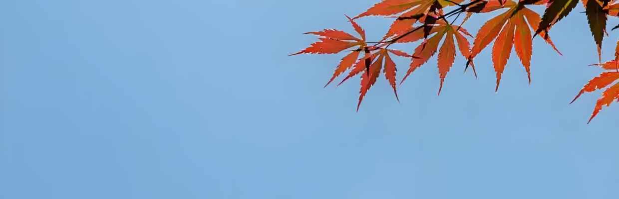 枫叶开成海