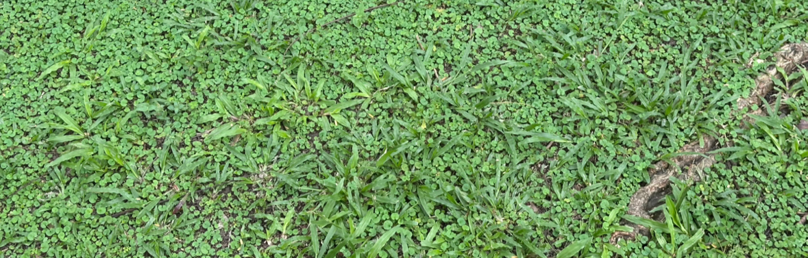 奈良鹿丸