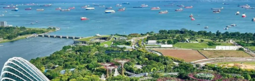 一颗牛油果🥑