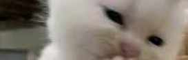 ayrush_limbu