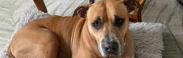 翻译成中文是 陈聪本。