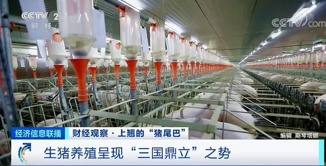 猪肉价格反弹！1头猪利润=2瓶茅台酒？